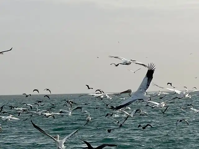 Remarquable diversité des oiseaux du Banc d’Arguin, l’un des sites les plus importants au monde pour les oiseaux migrateurs,