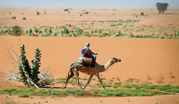Navires du désert : Les chameaux constituent un moyen de transport important dans la mer de sable qu'est la Mauritanie.