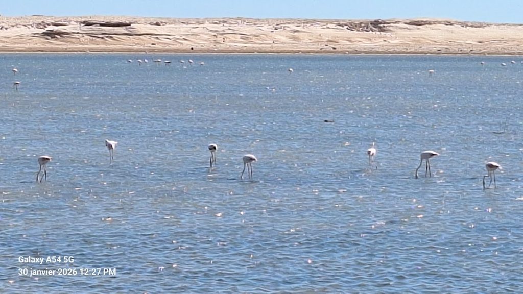 Flamants roses à Nouadhibou, Mauritanie, destination finale du Train du Sahara