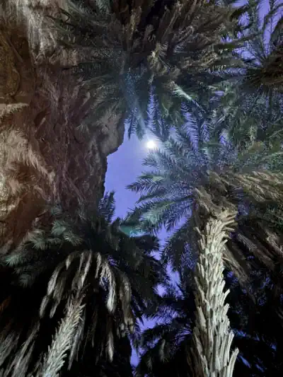 Tergit Oasis palm grove